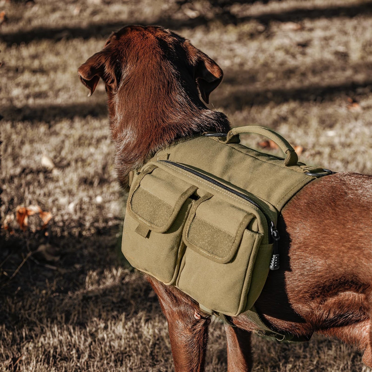 Army green dog hiking backpack carrier for small and medium dogs on trail