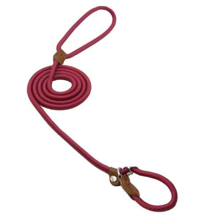 Dog wearing nylon collar and leash set on walk